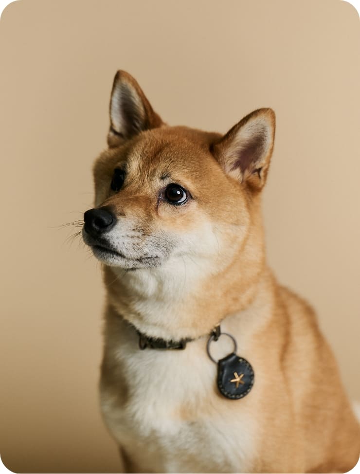 ワオーン