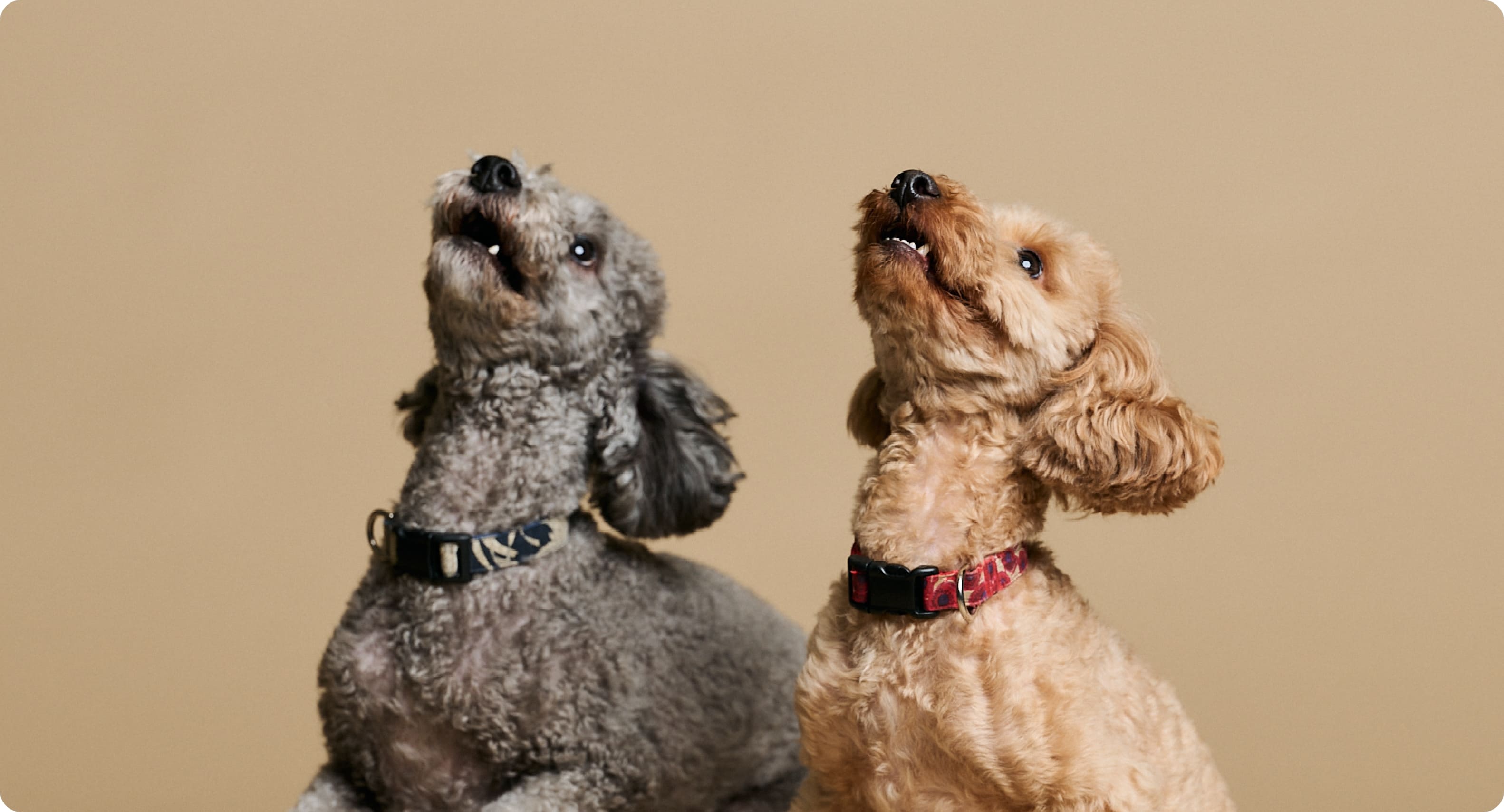 犬が上を見ている写真