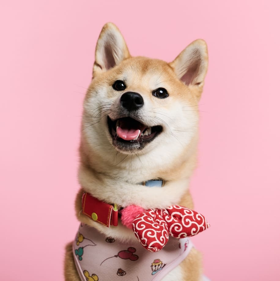 犬の写真館 ワオーン