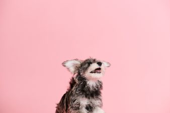 スマホで撮るのと何が違う？犬の写真館でプロに撮影してもらうメリット