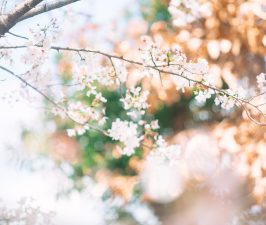 熊本映えスポット 公園＆夜景編｜写真好き向けガイド