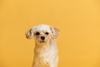 愛犬の誕生日や家族記念日に♪熊本で人気の犬専用写真館「waoon」