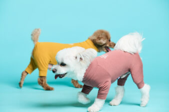 うちの子が主役になる日。熊本の犬専門フォトスタジオ「waoon（ワオーン）」