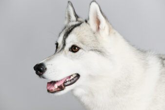 【シベリアンハスキー撮影】気品と愛嬌を写す。waoon（ワオーン）のペットフォトで残す特別な1枚