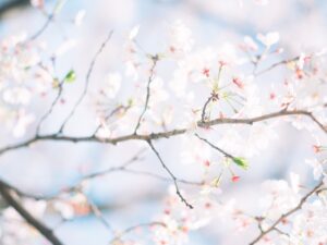 卒業式の写真は必要？撮らなかった人が後悔しやすい理由と残す意味