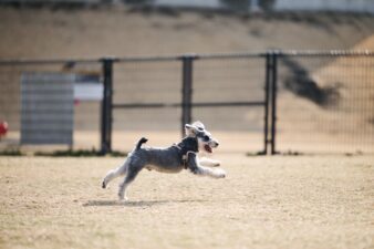 【初心者におすすめ】熊本で犬と行けるおでかけスポット10選