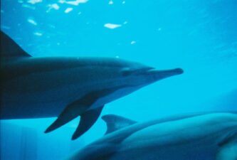 「コダックファンセーバー」で撮ってみたら、「写ルンです」よりも好きな感じで撮れた！