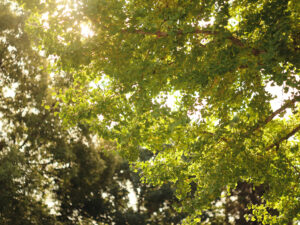 熊本で家族写真を撮るタイミングはいつが正解？迷ったときの考え方