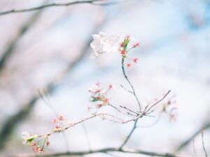 熊本市内の花見スポット特集｜桜がきれいなおすすめ名所を紹介
